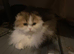 TICA active registered adult female scottish fold