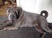 BEAUTIFUL SHAR PEI PUPS