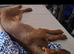 Female dachshund cross cocker spaniel