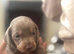 Miniature Dachshund Puppies Available