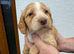 Cocker spaniel puppies