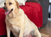 2 beautiful Labrador puppies left 1 male 1 female