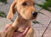 Labrador puppy