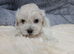 Maltipoo puppys