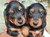 Miniature dachshund puppies kc registered
