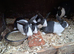 2 dutch bucks - ready now