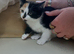One little calico girl left