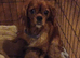 Cavapoo Puppies Red ️️ last boy!!