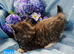 4 mainecoon babies ready 17/10/26