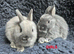 Pure Bred Netherland Dwarf Babies