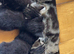 4 kittens for sale one tabby female 1 tabby male and 2 fully black males looking for forever homes!