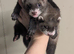 Baby ( kit ) PET ferrets