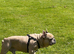 French Bulldog &ndash; Loving 4-Year-Old Male Looking for a Forever Home