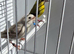 BEAUTIFUL PAIR SISKIN MUTATION COLOUR