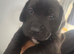 Loving Male Puppy Looking for His Forever Home