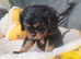 Beautiful cavalier king charles puppies