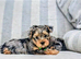 REAR COLOURED MERLE YORKIES