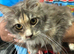 Maine Coon Girl.