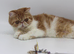 Young Exotic Shorthair Female - Rehoming