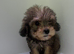 Adorable cockapoo puppies for sale