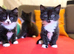 Sweet kittens