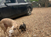 Beddie x whippet 1st cross