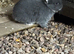 Blue Netherland dwarf rabbit