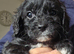 Cavapoo puppies f1 tiny miniature full dna clear