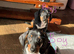 4 male dachshund puppies for sale