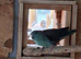 Male Lineolated parakeet