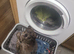 Stunning female mastiff mix puppy