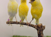x3 hens canary’s available