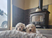 Ikc registered old english sheepdog puppies