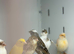 Canaries