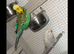 Budgies and cage