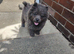 *READY* (1 LEFT) KC CHOW CHOW PUPPIES, BARGAIN