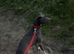 Collie whippet grey x bull grey