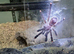Avicularia aurantiaca Tarantula RARE!