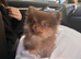 Pom