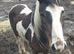 STUNNING COLOURED GELDING. COB X