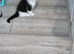 5 litle kittens for sale