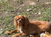 Ruby cavalier King Charles