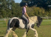 Flashy coloured cob gelding