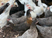 Hybrid hens for sale