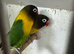 Pair of lovebirds