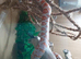 Female corn snakes