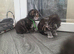 Adorable Maine Coon Kittens Looking for Loving