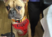 Bear French bulldog 14th old
