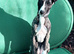 Stunning Affection Female Whippet 1 Year