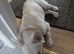 FLUFFY FRENCH BULLDOG FOR QUICK SALE